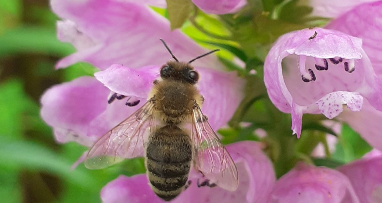 Bild einer Eine Biene an der Gelenkblume