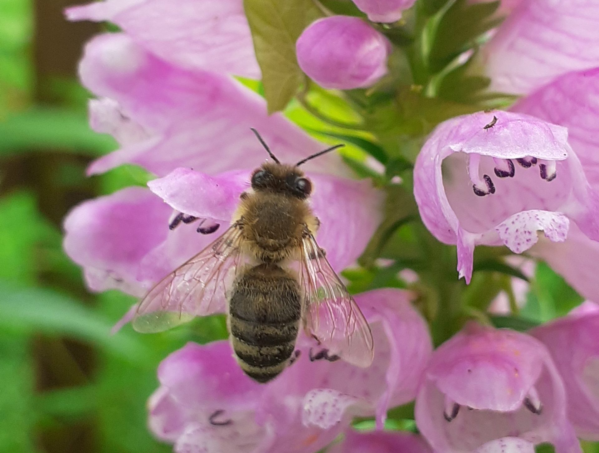 Bild einer Eine Biene an der Gelenkblume