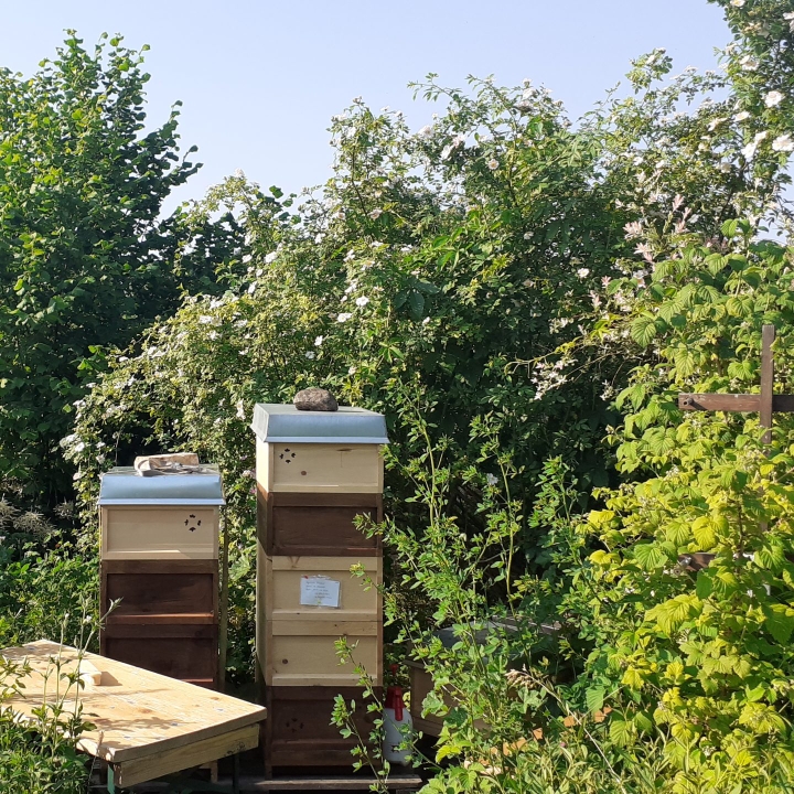 Sommertrachten Völker am Bienenstand mit Honigzargen