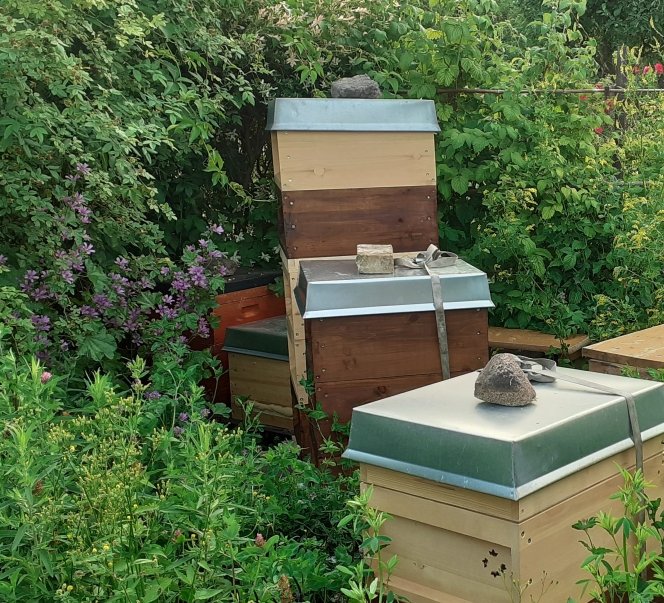 Bienenstand Iris-imkerei 2021 mit Jungvölkern, geteilten Völkern und Futterzargen