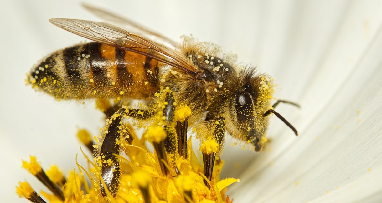 Honigbienen mit Pollen Bild Pixabay von Michael Reichelt
