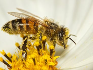 Honigbienen mit Pollen Bild Pixabay von Michael Reichelt